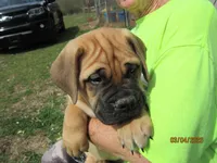 Tatonka, a male Bullmastiff for sale in Buffalo Valley, TN – Photo 1 of 5