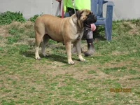 Tatonka, a male Bullmastiff for sale in Buffalo Valley, TN – Photo 2 of 5