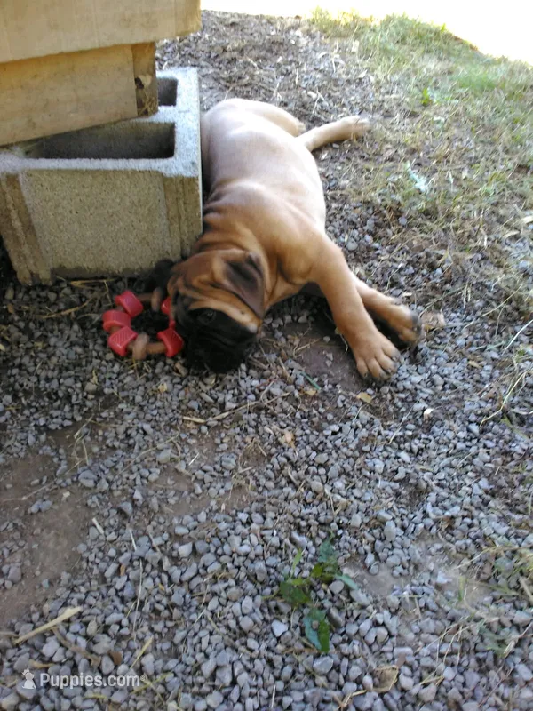 Gracie – Bullmastiff puppy for sale in Buffalo Valley, TN