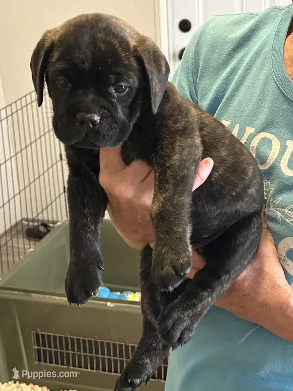 Blaise – Bullmastiff puppy for sale in Buffalo Valley, TN