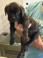 Blaise, a female Bullmastiff for sale in Buffalo Valley, TN – 1 of 9