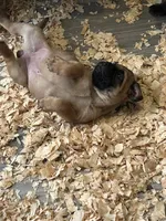 Gracie, a female Bullmastiff for sale in Buffalo Valley, TN – 4 of 10