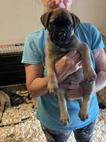 Leon the Lion, a male Bullmastiff for sale in Buffalo Valley, TN – 5 of 10