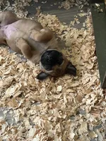 Gracie, a female Bullmastiff for sale in Buffalo Valley, TN – 3 of 10
