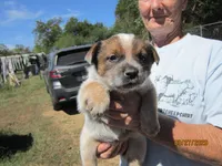 Belle, a female Australian Cattle Dog for sale in Buffalo Valley, TN – 2 of 4