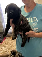 Pandora, a female Bullmastiff for sale in Buffalo Valley, TN – 2 of 10