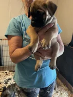 Dottie, a female Bullmastiff for sale in Buffalo Valley, TN – 4 of 9