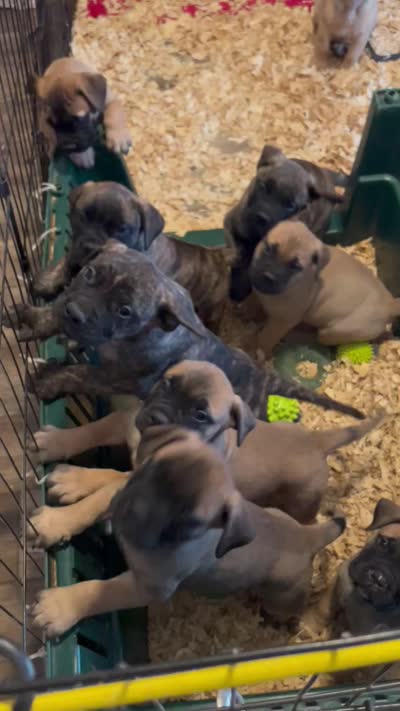 April, a female Bullmastiff for sale in Buffalo Valley, TN – 8 of 8