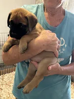 Sherry, a female Bullmastiff for sale in Buffalo Valley, TN – 3 of 10
