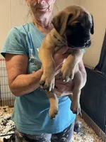 Dottie, a female Bullmastiff for sale in Buffalo Valley, TN – 2 of 9