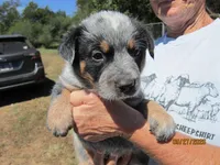 Ranger, a male Australian Cattle Dog for sale in Buffalo Valley, TN – 2 of 4