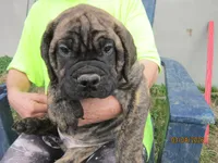Sampson, a male Bullmastiff for sale in Buffalo Valley, TN – Photo 1 of 6