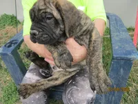 Sampson, a male Bullmastiff for sale in Buffalo Valley, TN – Photo 2 of 6