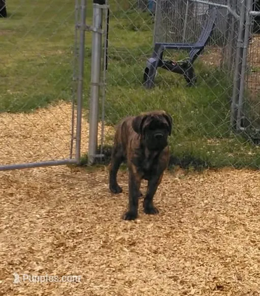 Sampson – Bullmastiff puppy for sale in Buffalo Valley, TN