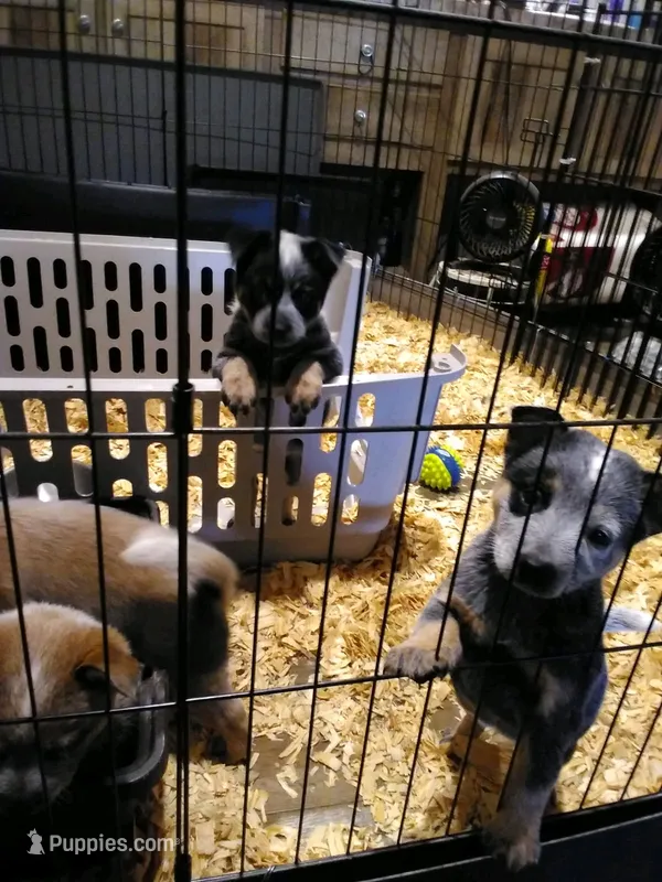 Petey Pirate – Australian Cattle Dog puppy for sale in Buffalo Valley, TN