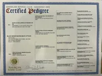 Zephyr, a male Bullmastiff for sale in Buffalo Valley, TN – Photo 5 of 5