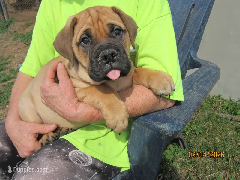 Zephyr, a male Bullmastiff for sale in Buffalo Valley, TN – Photo 1 of 5