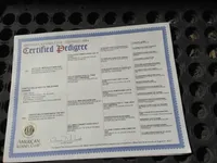 Zephyr, a male Bullmastiff for sale in Buffalo Valley, TN – Photo 3 of 5