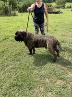 Angel, a female Bullmastiff for sale in Buffalo Valley, TN – 8 of 9
