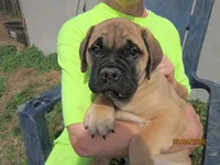 Dior, a male Bullmastiff for sale in Buffalo Valley, TN – Photo 1 of 5