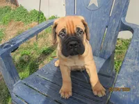 Thor, a male Bullmastiff for sale in Buffalo Valley, TN – Photo 1 of 5