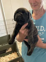 Pandora, a female Bullmastiff for sale in Buffalo Valley, TN – 4 of 10