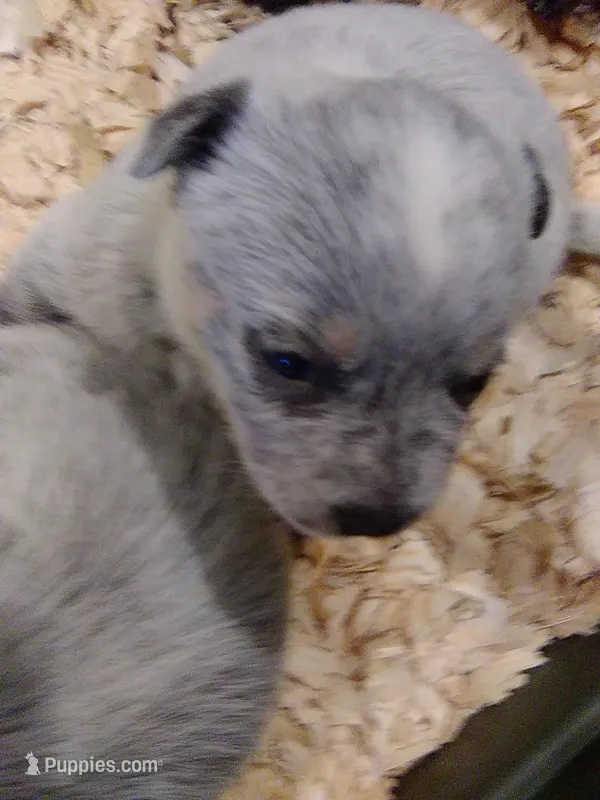 Clyde, a male Australian Cattle Dog for sale in Buffalo Valley, TN – Photo 1 of 3