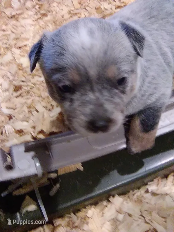Clyde – Australian Cattle Dog puppy for sale in Buffalo Valley, TN