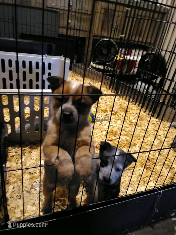 Belle – Australian Cattle Dog puppy for sale in Buffalo Valley, TN