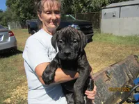 Ebony, a female Bullmastiff for sale in Buffalo Valley, TN – 2 of 10