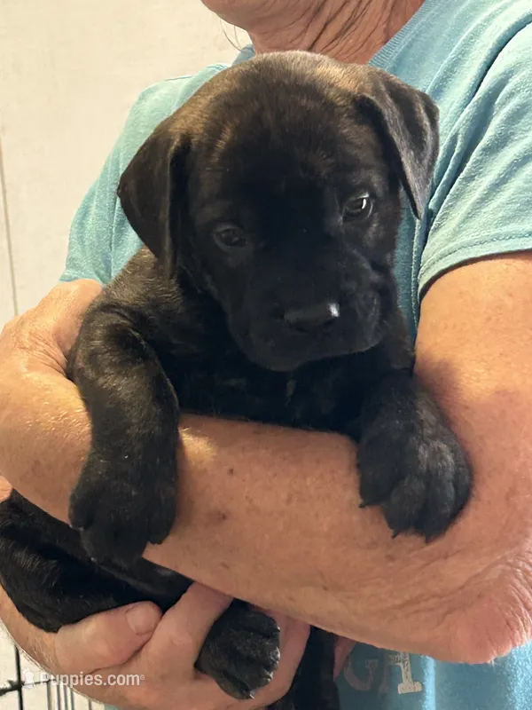Ebony – Bullmastiff puppy for sale in Buffalo Valley, TN