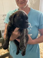 Pandora, a female Bullmastiff for sale in Buffalo Valley, TN – 3 of 10