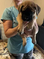 Dottie, a female Bullmastiff for sale in Buffalo Valley, TN – 3 of 9