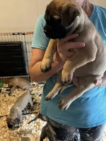 April, a female Bullmastiff for sale in Buffalo Valley, TN – 2 of 8