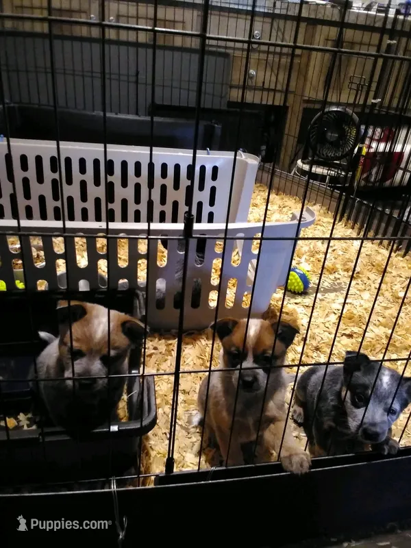 Pumpkin – Australian Cattle Dog puppy for sale in Buffalo Valley, TN