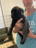 Pandora, a female Bullmastiff for sale in Buffalo Valley, TN – 1 of 10