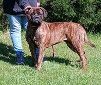 Gracie, a female Bullmastiff for sale in Buffalo Valley, TN – 9 of 10