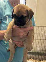 Angel, a female Bullmastiff for sale in Buffalo Valley, TN – 3 of 9