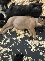 Angel, a female Bullmastiff for sale in Buffalo Valley, TN – 4 of 9