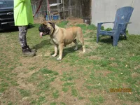 Derecho, a male Bullmastiff for sale in Buffalo Valley, TN – Photo 2 of 5
