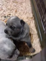 Bonnie, a female Australian Cattle Dog for sale in Buffalo Valley, TN – Photo 2 of 3