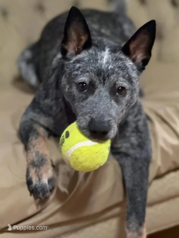 Bonnie – Australian Cattle Dog puppy for sale in Buffalo Valley, TN