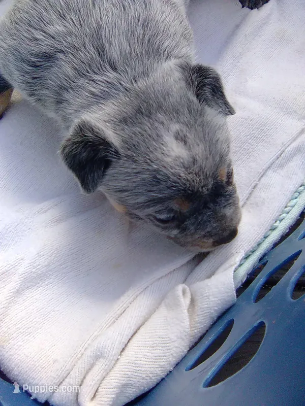 Bonnie – Australian Cattle Dog puppy for sale in Buffalo Valley, TN