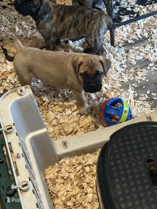 Dottie – Bullmastiff puppy for sale in Buffalo Valley, TN