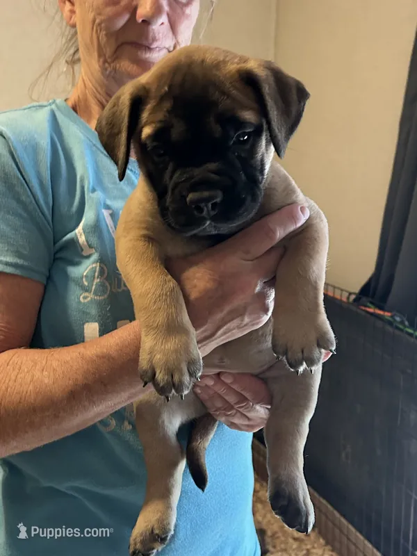 April – Bullmastiff puppy for sale in Buffalo Valley, TN