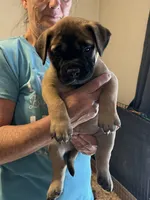 April, a female Bullmastiff for sale in Buffalo Valley, TN – 1 of 8