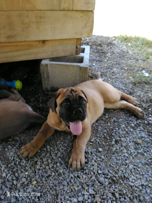 Sherry – Bullmastiff puppy for sale in Buffalo Valley, TN