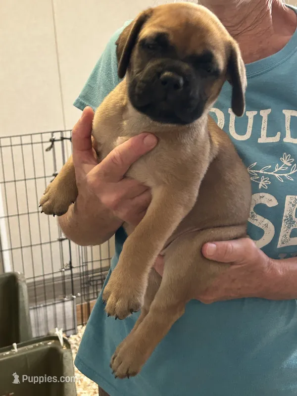 Angel – Bullmastiff puppy for sale in Buffalo Valley, TN