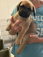 Angel, a female Bullmastiff for sale in Buffalo Valley, TN – 1 of 9