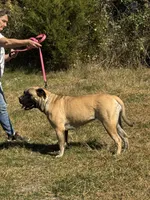 April, a female Bullmastiff for sale in Buffalo Valley, TN – 6 of 8